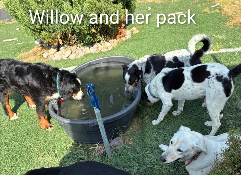 Willow thumbnail 6