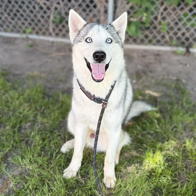 A young large-sized male Siberian Husky dog named Joaquin for adoption in Modesto, CA