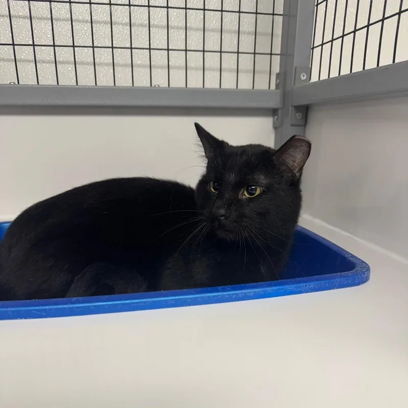 An adult small-sized male Black Domestic Short Hair cat named Slbystray for adoption in Shelbyville, IL