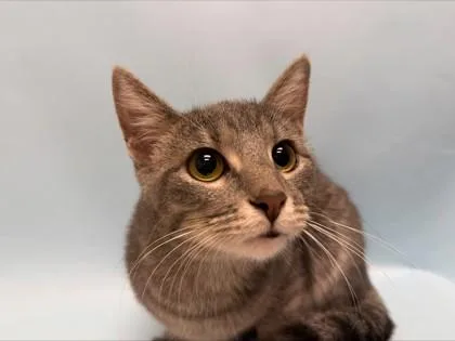 An adult small-sized female Domestic Medium Hair cat named Mocha for adoption in Woodbury, MN