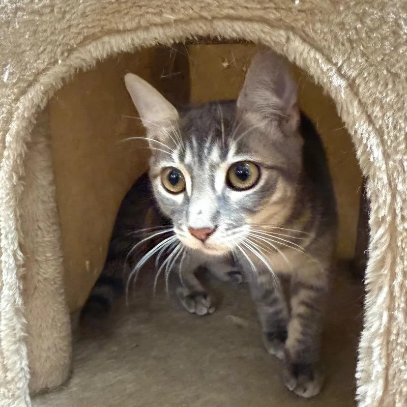 A baby small-sized female Gray / Blue / Silver Domestic Short Hair cat named Hermione for adoption in Hemet, CA