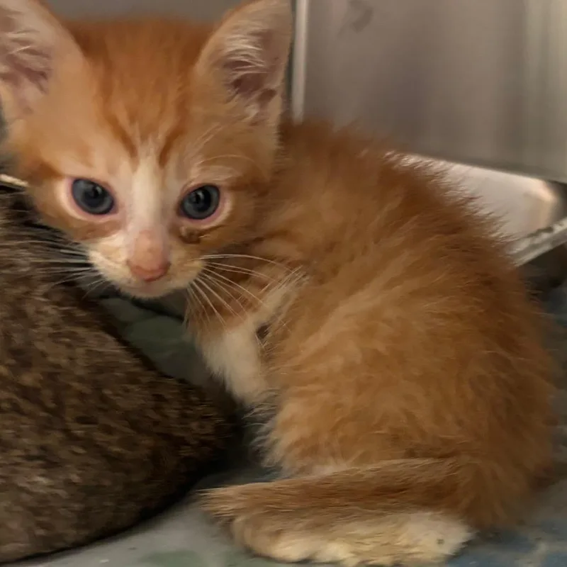 A baby small-sized male Orange / Red Domestic Short Hair cat named JeanBob for adoption in Columbus, GA