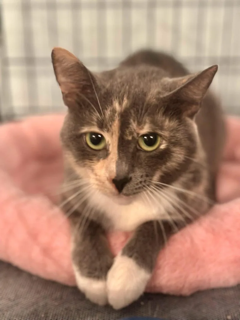 An adult medium-sized female Dilute Tortoiseshell Domestic Short Hair cat named Alice for adoption in Cincinnati, OH