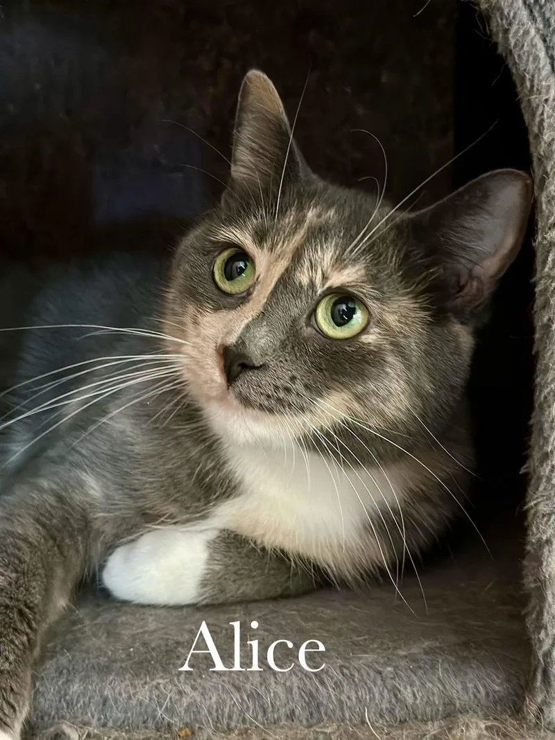Alice thumbnail 3