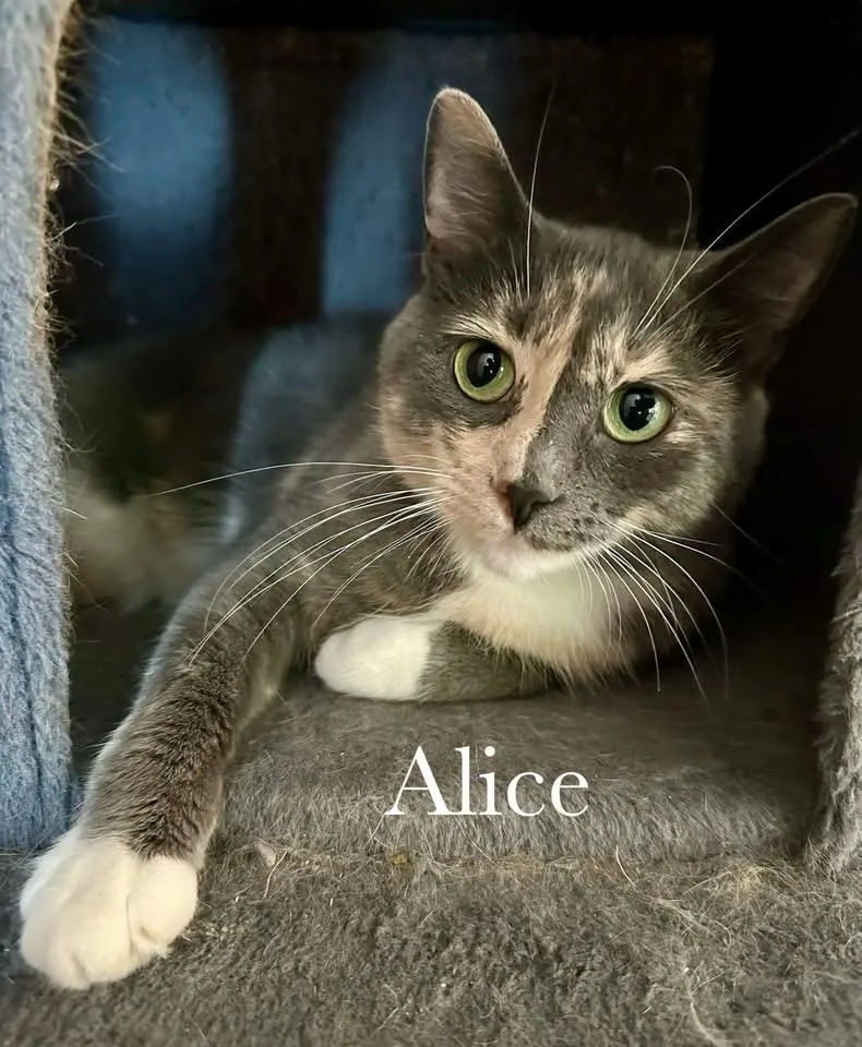 Alice thumbnail 4