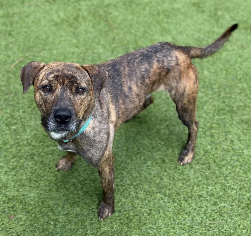 An adult large-sized male Mixed Breed dog named Simon for adoption in Dunwoody, GA
