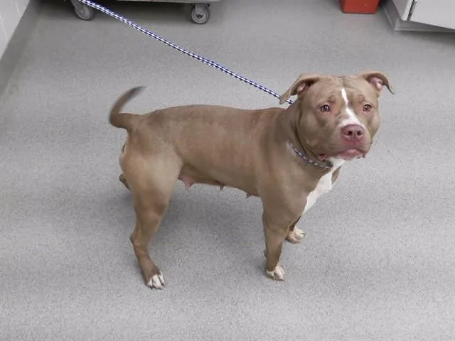 An adult medium-sized female Staffordshire Bull Terrier dog named Karma for adoption in Omaha, NE