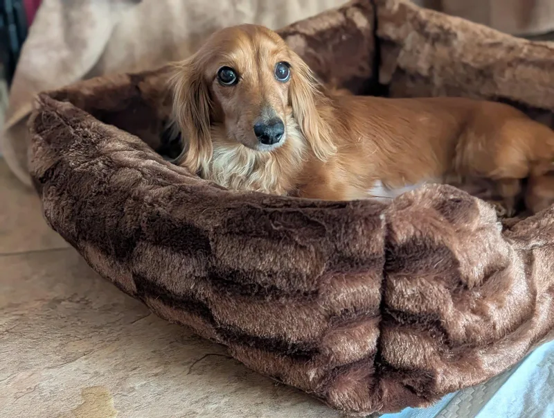 An adult small-sized female Dachshund dog named Jenny for adoption in Sioux Falls, SD
