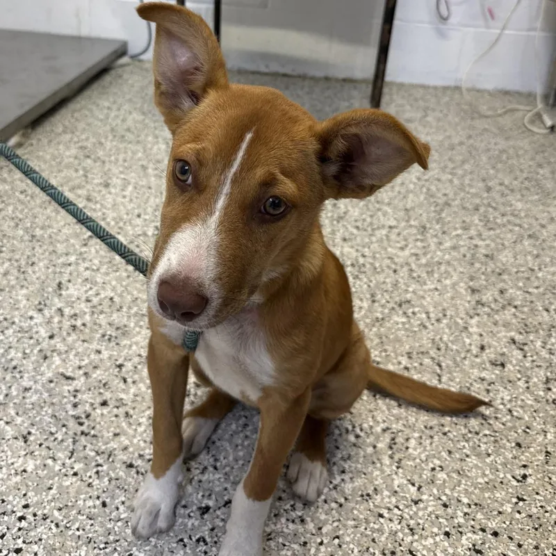 A baby small-sized female Yellow / Tan / Blond / Fawn Cattle Dog dog named Felicity for adoption in Hattiesburg, MS