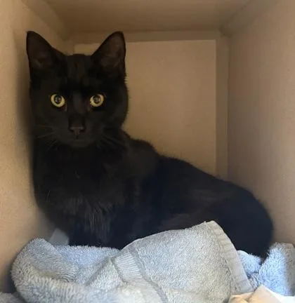 An adult medium-sized female Domestic Short Hair cat named Halley for adoption in New Hope, PA