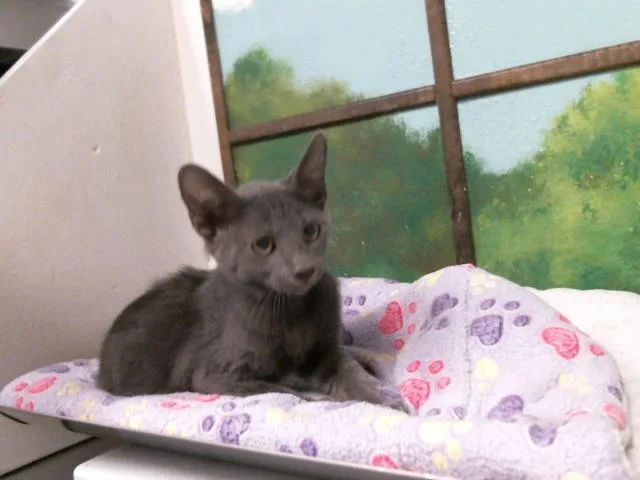 A baby small-sized male Domestic Short Hair cat named Bobby Gray for adoption in Houston, TX