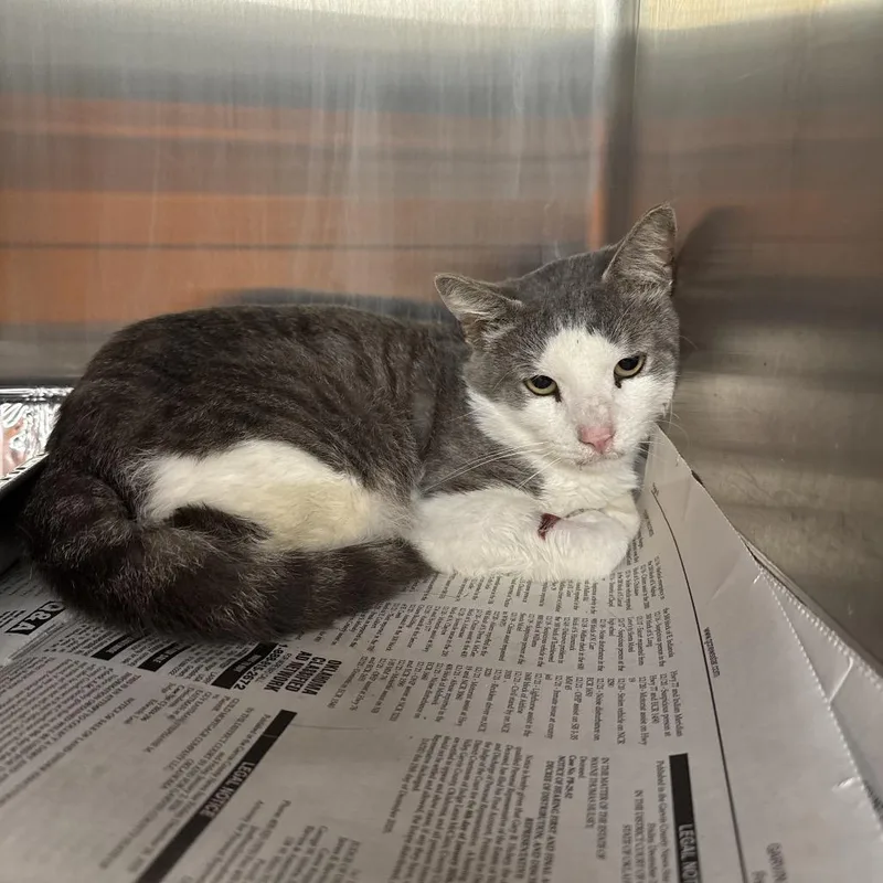An adult medium-sized male Gray / Blue / Silver Domestic Short Hair cat named Jensen for adoption in Pauls Valley, OK