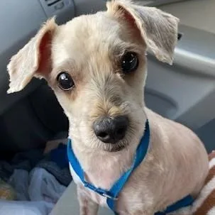 An adult small-sized male White / Cream Chihuahua dog named Good Juju for adoption in Dripping Springs, TX
