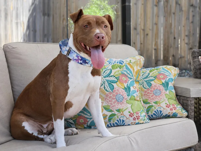 A young medium-sized female White / Cream Terrier dog named Calypso for adoption in Sioux Falls, SD