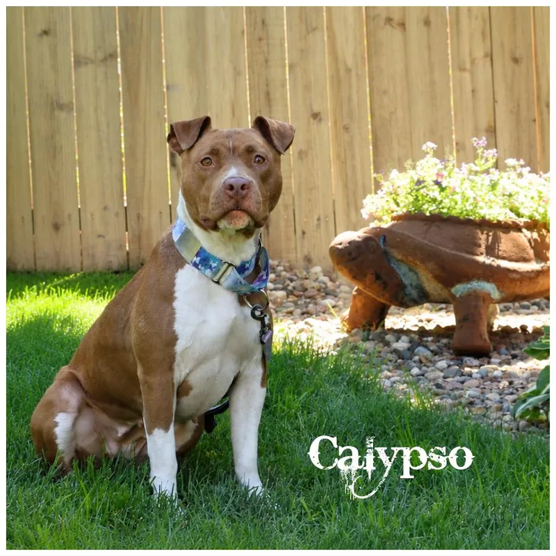 Calypso thumbnail 3