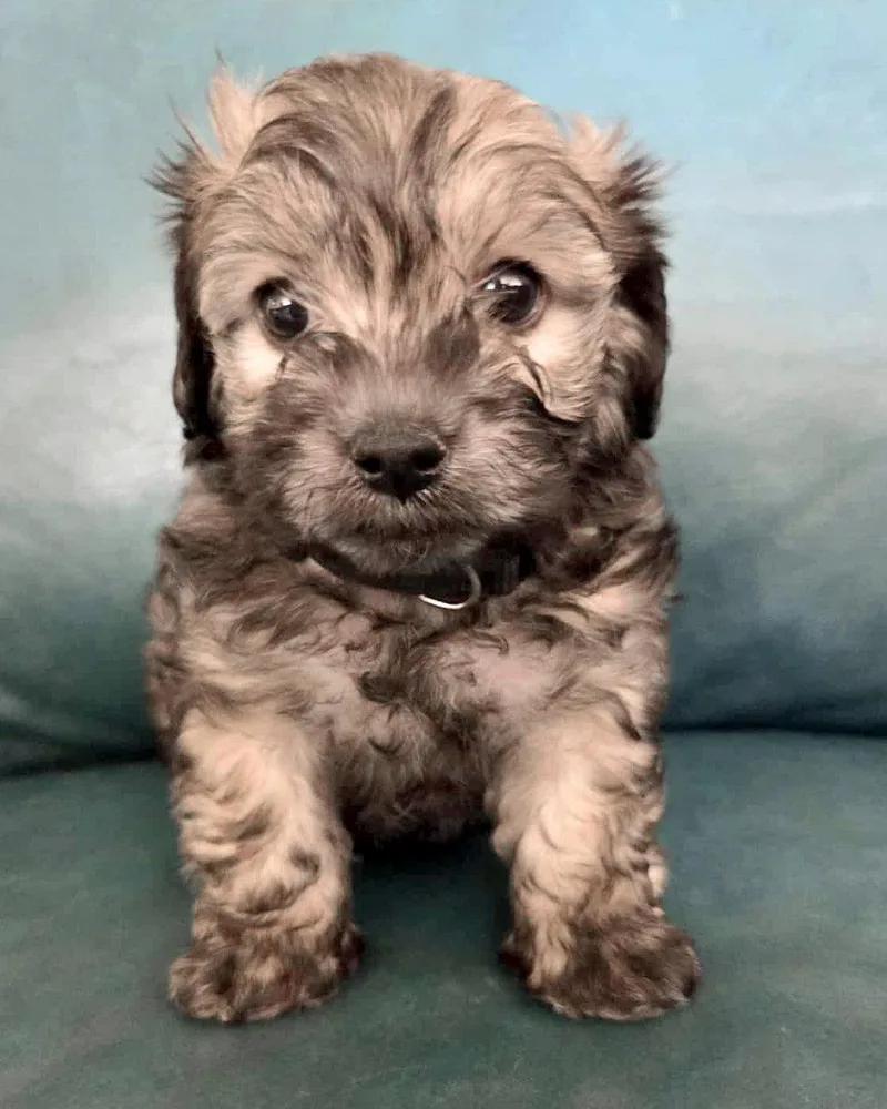 A baby small-sized male Maltese dog named Tahoe for adoption in Corona, CA