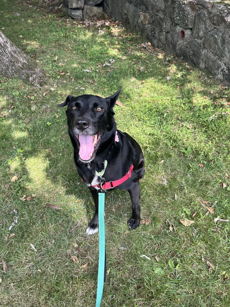 A young large-sized female Black Shepherd dog named Sadie for adoption in Harrison, NY