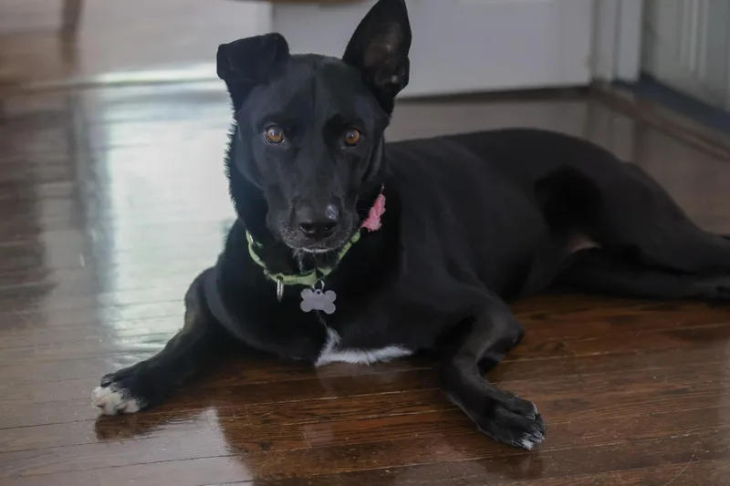 Sadie thumbnail 3