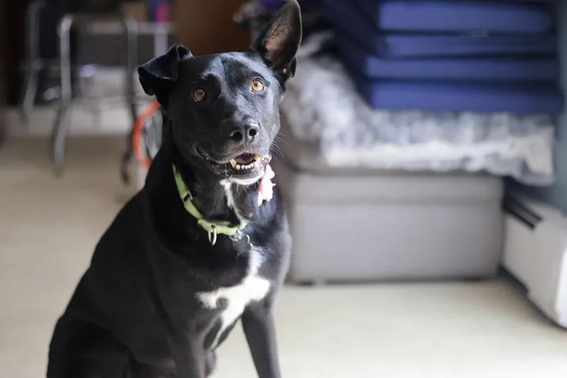 Sadie thumbnail 4