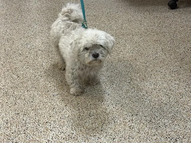 An adult small-sized male Maltese dog named Blanquito for adoption in Miami, FL