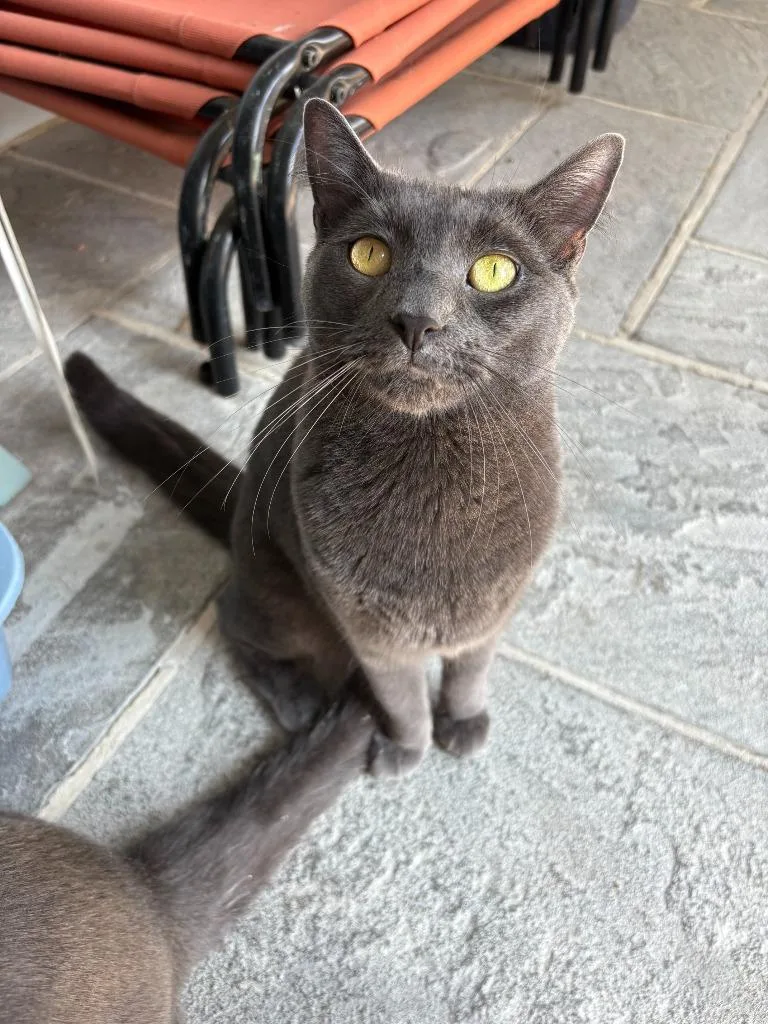 An adult medium-sized female Domestic Short Hair cat named Luner for adoption in Port Jervis, NY