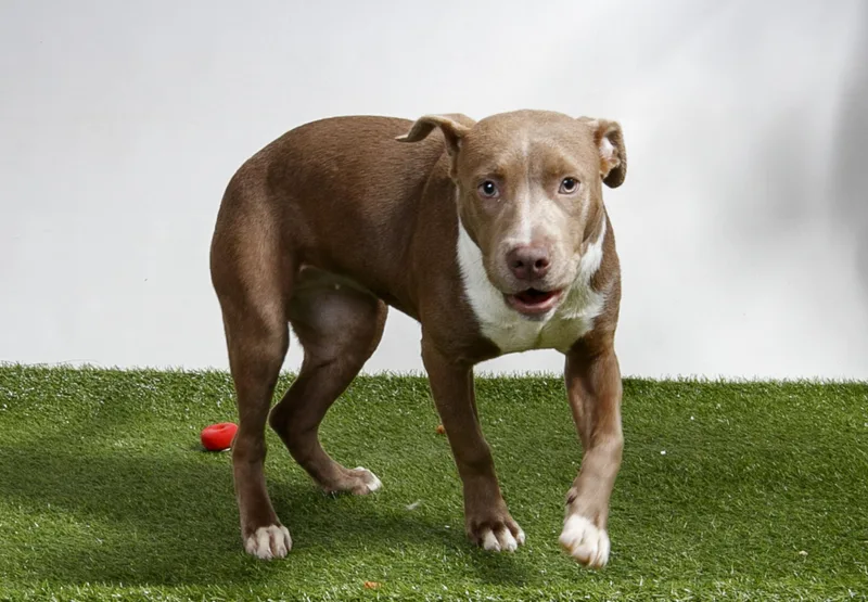 A young medium-sized male Brown / Chocolate Pit Bull Terrier dog named Sunflower for adoption in Harvey , LA