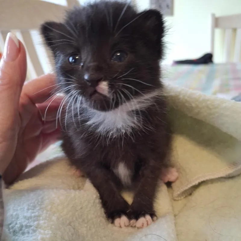 A baby small-sized male Black Domestic Short Hair cat named Mateo for adoption in Manalapan, NJ