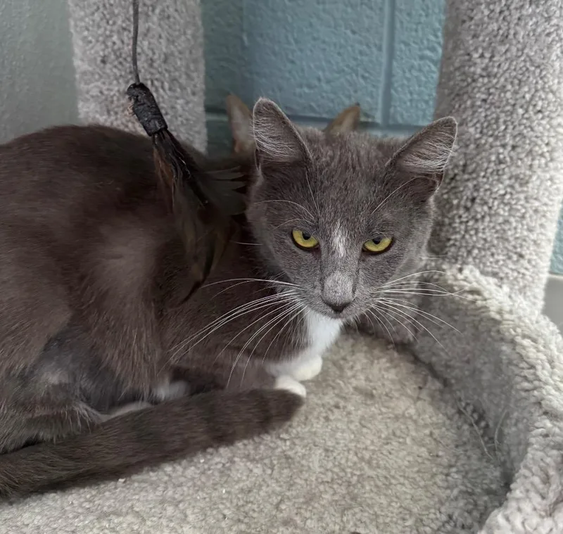 A young medium-sized female Domestic Short Hair cat named Rue for adoption in Dalton, GA