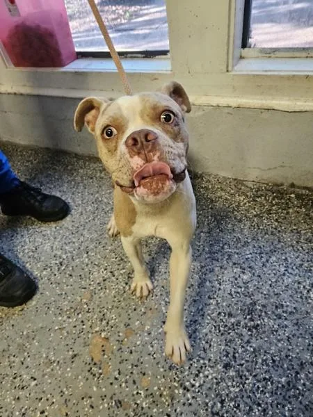 A young medium-sized male American Bulldog dog named Wiley for adoption in Mobile, AL