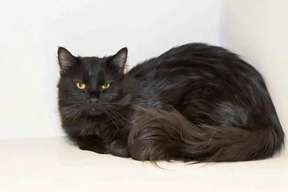 A young large-sized male Domestic Medium Hair cat named Panther for adoption in Longmont, CO