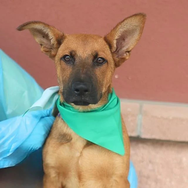 A baby medium-sized male Brown / Chocolate Shepherd dog named Sammy for adoption in Hagerstown, MD