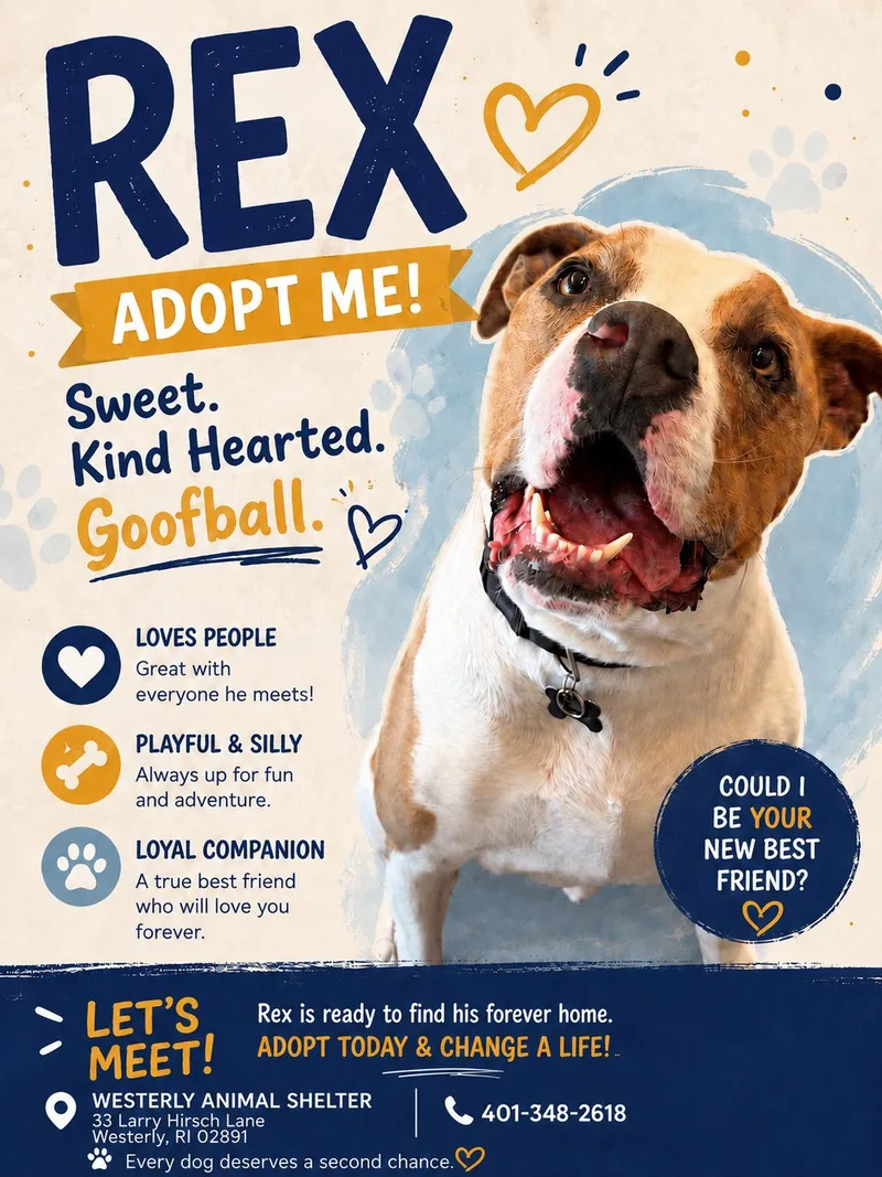 An adult large-sized male Apricot / Beige American Staffordshire Terrier dog named Rex for adoption in Westerly, RI