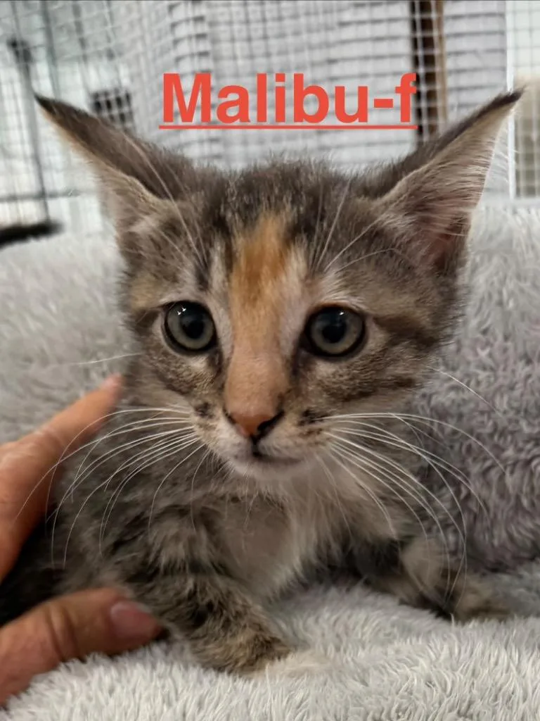 A baby small-sized female Tabby cat named Malibu for adoption in Brookhaven, MS