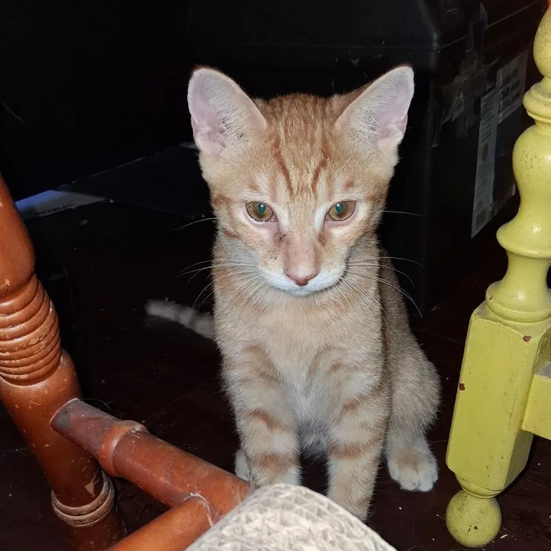 A baby small-sized female Orange / Red Domestic Medium Hair cat named Marvel Ann for adoption in Los Angeles, CA