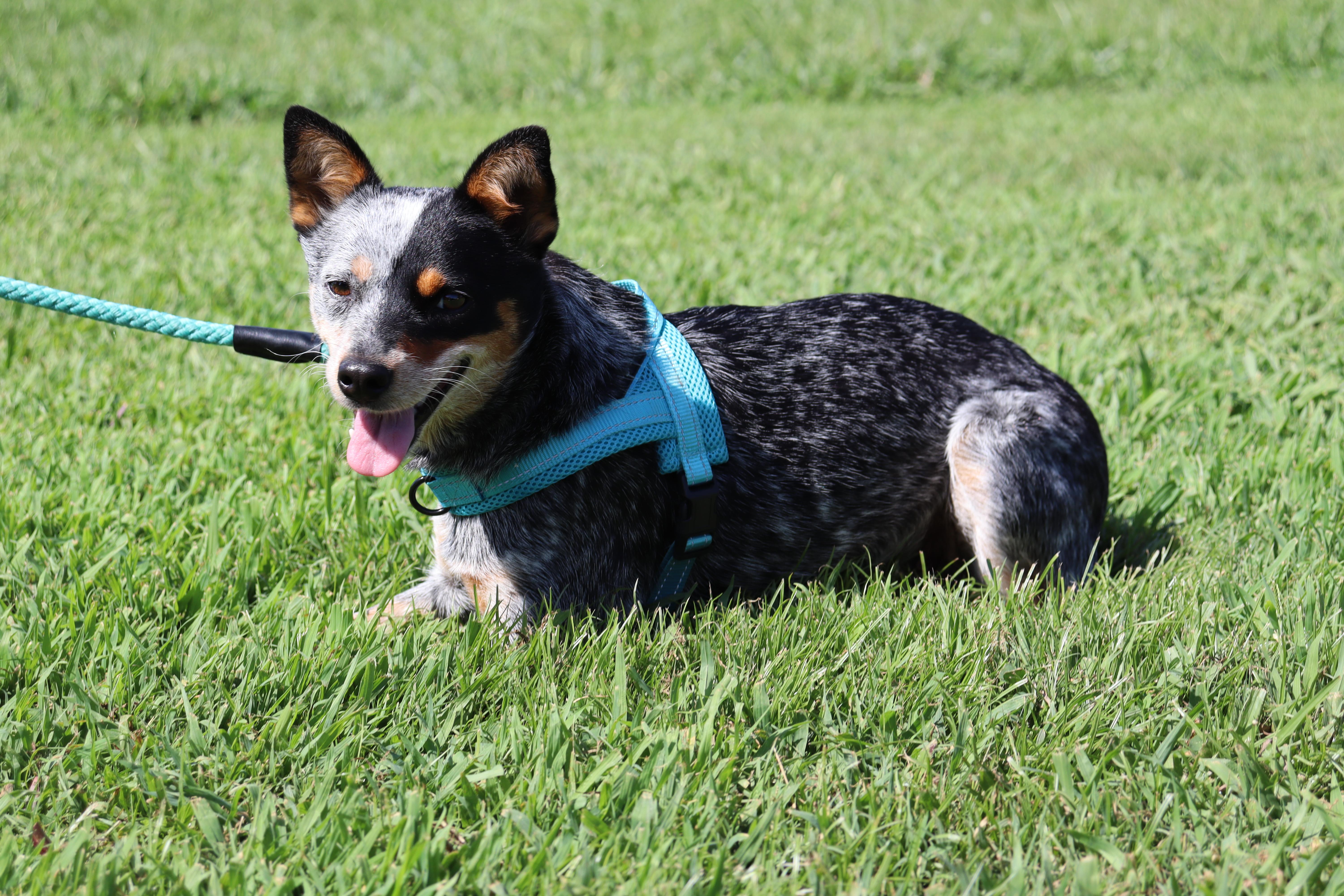 A baby small-sized female Merle (Blue) Australian Cattle Dog / Blue Heeler dog named Bluey for adoption in Winchester, TN