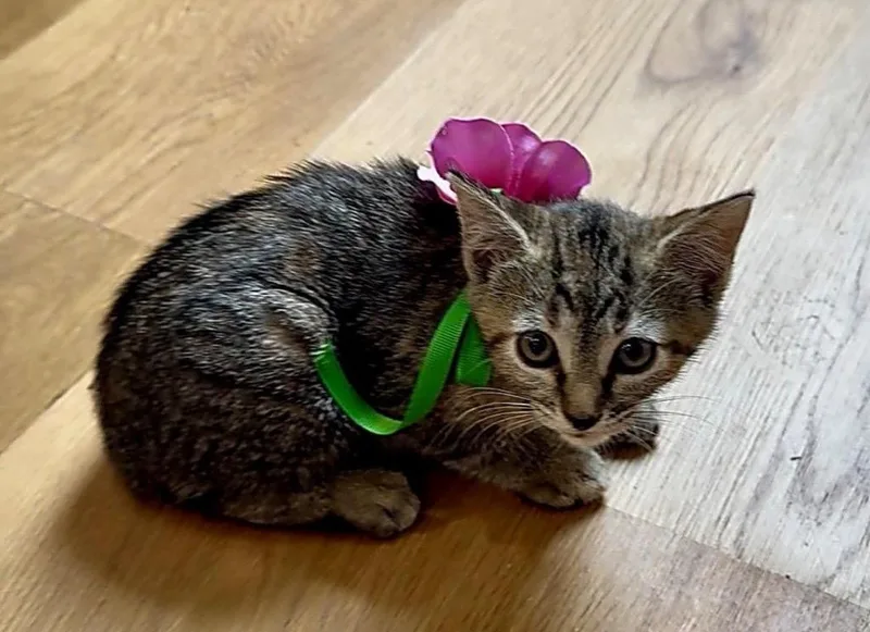 A baby medium-sized female Domestic Short Hair cat named Purrcilla Purrsley for adoption in San Antonio, TX