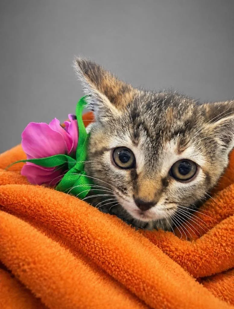 Purrcilla Purrsley thumbnail 2