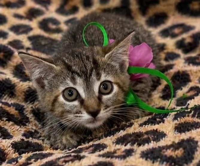 Purrcilla Purrsley thumbnail 3