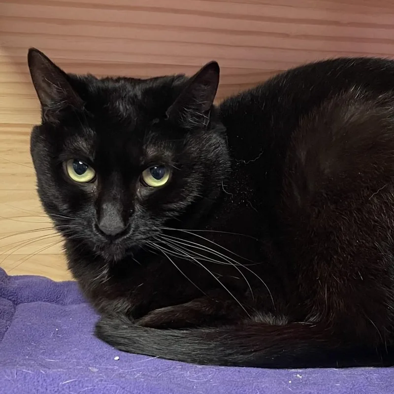 An adult medium-sized female Black Domestic Short Hair cat named Octavia Rose for adoption in New Philadelphia, OH