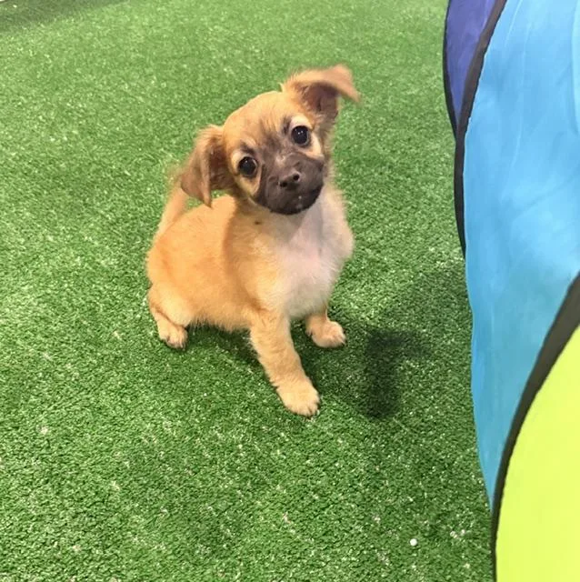 Maximus