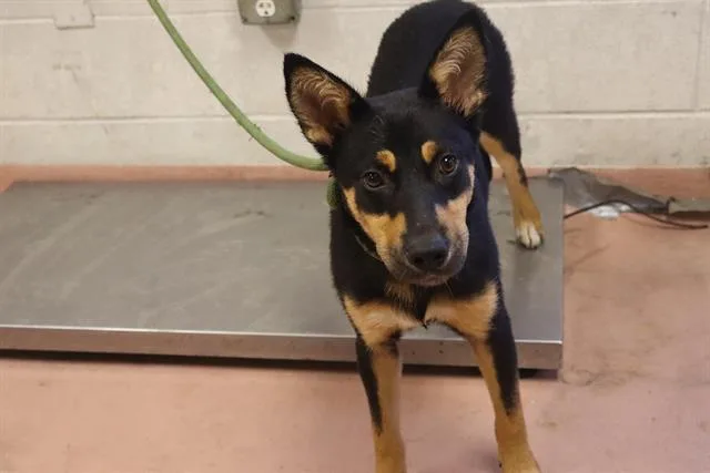 A young medium-sized female Mixed Breed dog named Lette for adoption in Columbia, SC