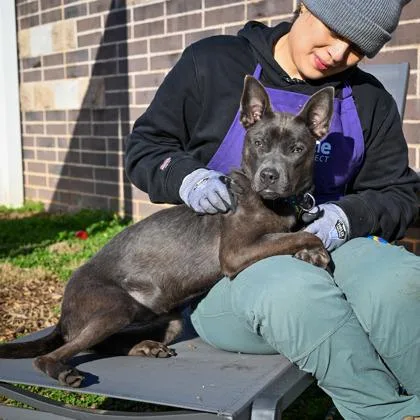 An adult medium-sized female Mixed Breed dog named Belle for adoption in Chamblee, GA