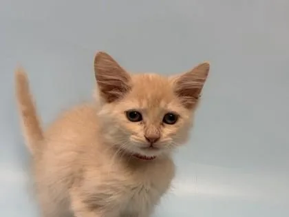 A baby small-sized female Domestic Short Hair cat named Boo for adoption in Golden Valley, MN