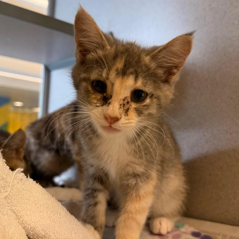 A baby small-sized female Calico Domestic Short Hair cat named East for adoption in Red House, WV