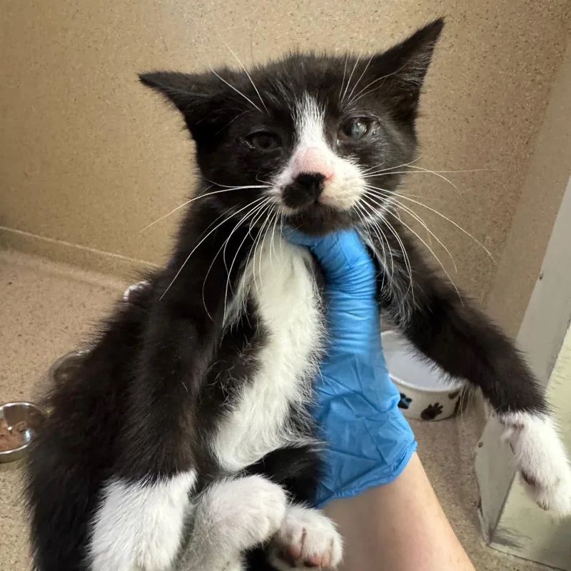 A baby small-sized female Black Domestic Short Hair cat named Bianca for adoption in Pekin, IL