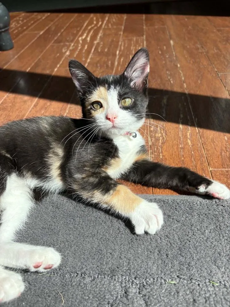 A baby small-sized female Black & White / Tuxedo Domestic Short Hair cat named Pixie for adoption in Mishawaka, IN
