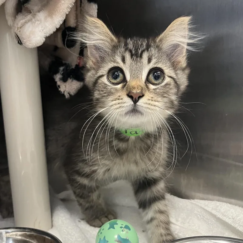 A baby small-sized female Brown / Chocolate Domestic Long Hair cat named Taffy for adoption in Fort Wayne, IN