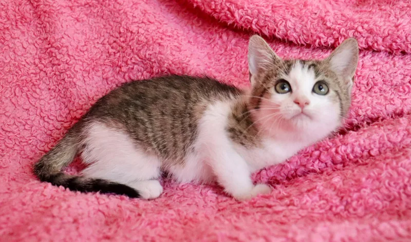 A baby medium-sized female Tabby (Brown / Chocolate) Turkish Van cat named Julia for adoption in Saint Augustine, FL
