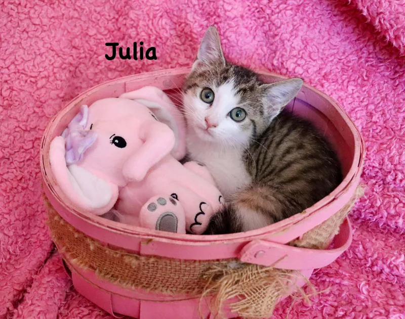 Julia thumbnail 4