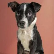 A baby large-sized male Terrier dog named Aad Upcoming Arrival! for adoption in Armonk, NY